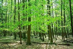 Blick in einen Laubwald im Frühling