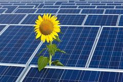 Sonnenblume vor einer Photovoltaik-Anlage