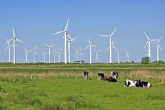 Kühe auf Weide vor Windrädern
