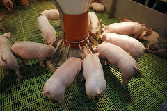 Hausschweine, Ferkel im Stall an Futtertrog