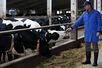 Bauer in einem Stall bei Milchkühen
