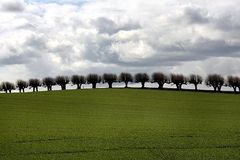 Bäume in einer Reihe unter Gewitterwolken