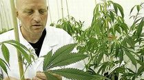 Video Zugang zu Cannabis-Medikamenten