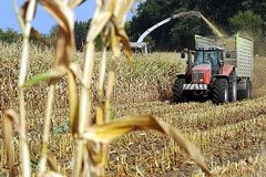 Ein Maisfeld wird mit Hilfe eines Traktors abgeerntet.