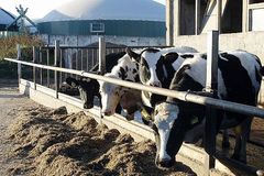 Biogasanlage mit Kühen