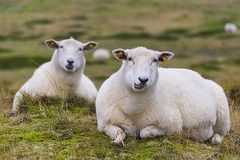 Schafe auf der Insel Sylt