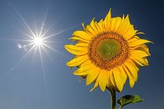 Sonnenblume