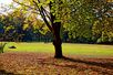 Liegewiese im Herbst mit Baum.