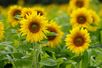 Sonnenblumenfeld