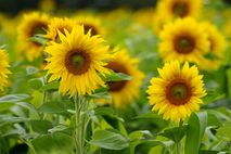 Sonnenblumenfeld