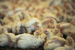 Tierschutz ist ein Thema im Plenum.