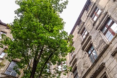 einsamer Baum auf dem Hinterhof einer Altbauruine