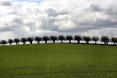 Bäume in einer Reihe unter Gewitterwolken