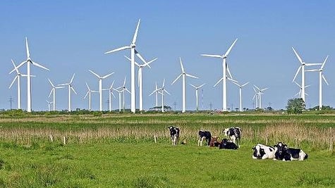 Kühe auf Weide vor Windrädern