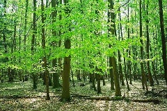 Blick in einen Laubwald im Frühling