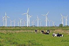 Kühe auf Weide vor Windrädern