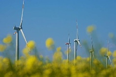 Rapsfeld mit Windrädern