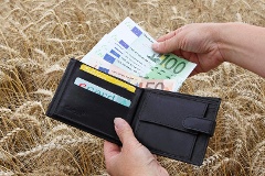 Eine Hand hält eine schwarze Geld mit großen Geldscheinen über ein Kornfeld.