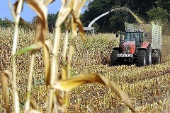 Ein Maisfeld wird abgeerntet.