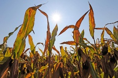 Maispflanzen auf einem Feld