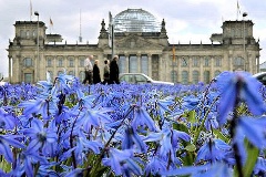 Blausterne blühen in Berlin auf einer Wiese vor dem Deutschen Reichstag