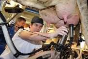Im April 2015 läuft die Kontingentierung der Milchproduktion aus.