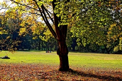 Liegewiese im Herbst mit Baum.