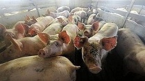 Video Einsatz von Antibiotika in der Landwirtschaft