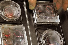 Zellkulturschalen mit Embryonen im Kinderwunschzentrum Leipzig