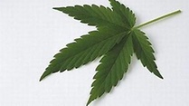 Video Für und Wider Cannabis-Clubs