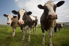 Auch besonders gezüchtete Kühe sollen nicht mehr patentiert werden dürfen.