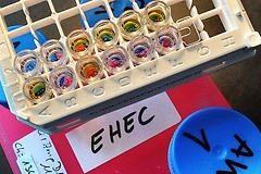 EHEC-Toxin-Suchtest