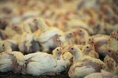 Tierschutz ist ein Thema im Plenum.