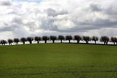 Bäume in einer Reihe unter Gewitterwolken