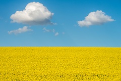 Der Einsatz von Glyphosat in der Landwirtschaft ist umstritten.