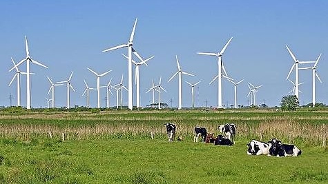 Kühe auf Weide vor Windrädern