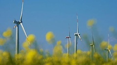 Rapsfeld mit Windrädern