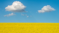 Der Einsatz von Glyphosat in der Landwirtschaft ist umstritten.