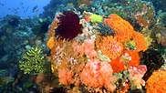 Korallenriff mit Hartkorallen und Seelilien 