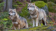 Der Wolf soll in Deutschland wieder heimisch werden.