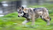 Landwirte wollen ihre Weidetiere vor dem Wolf geschützt wissen.