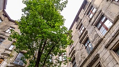 einsamer Baum auf dem Hinterhof einer Altbauruine