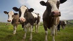 Auch besonders gezüchtete Kühe sollen nicht mehr patentiert werden dürfen.