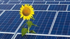 Sonnenblume vor einer Photovoltaik-Anlage