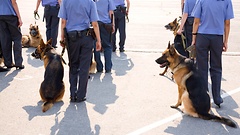Polizeistaffel mit Schäferhunden
