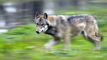 Video Im Spannungsfeld von Wolf- und Herdenschutz