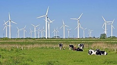 Kühe auf Weide vor Windrädern