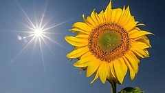 Sonnenblume