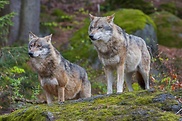 Der Wolf soll in Deutschland wieder heimisch werden.