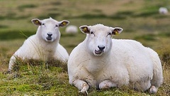 Schafe auf der Insel Sylt